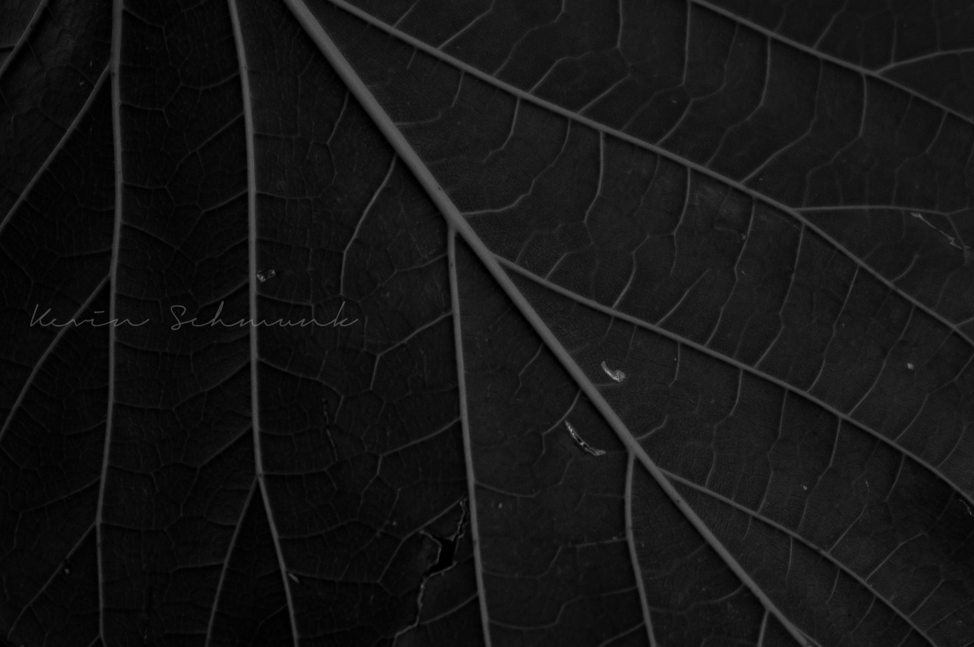 oscuro macro planta