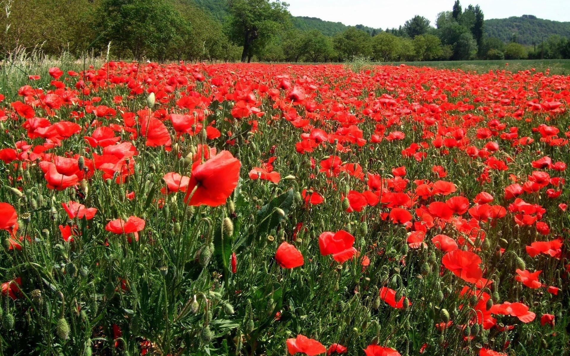 campo amapolas bosque flores naturaleza