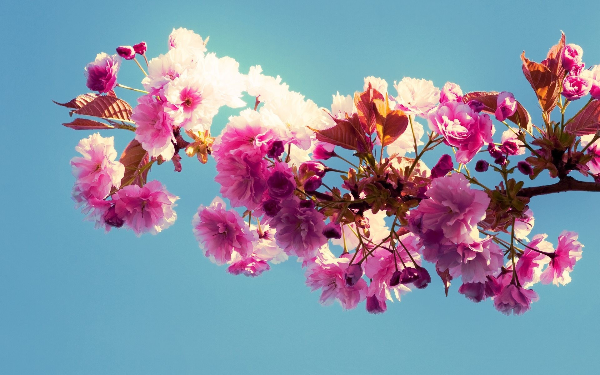 ciel fleurs printemps branche floraison