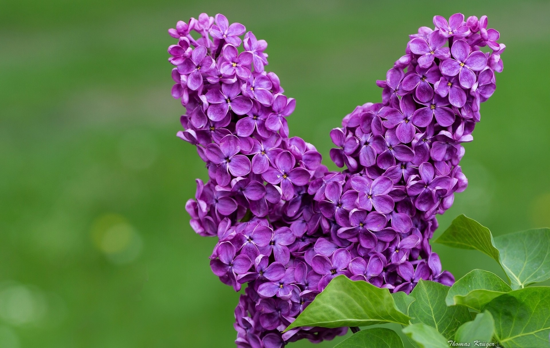 lilas gros plan bourgeons