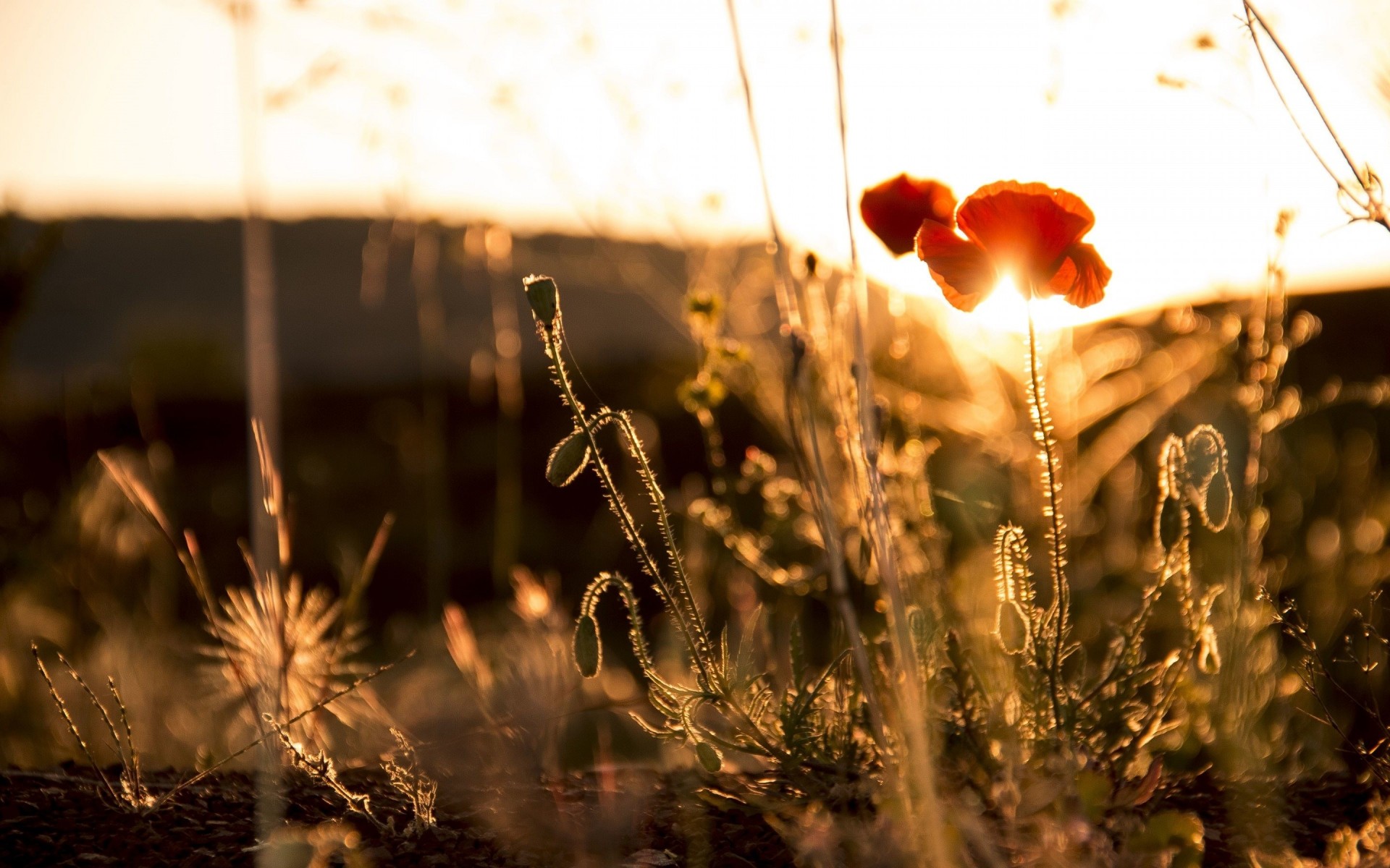 blume sommer sonne mohn blütenblätter rot