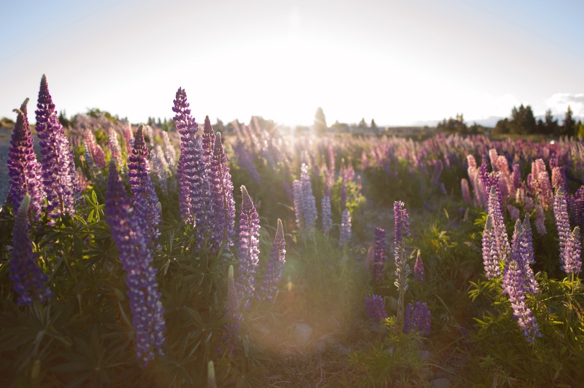 rayons soleil fleurs fleur champ