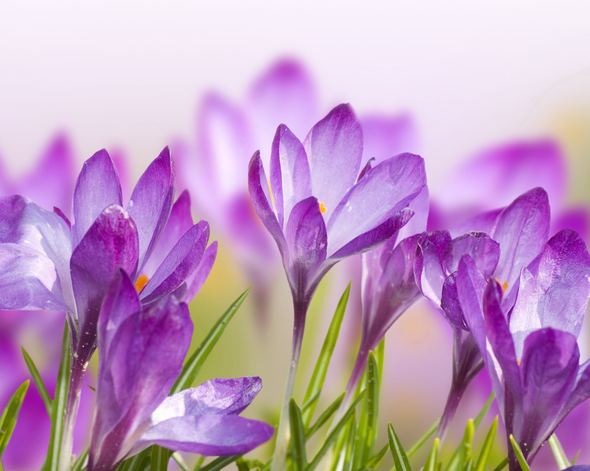 púrpura flores pétalos