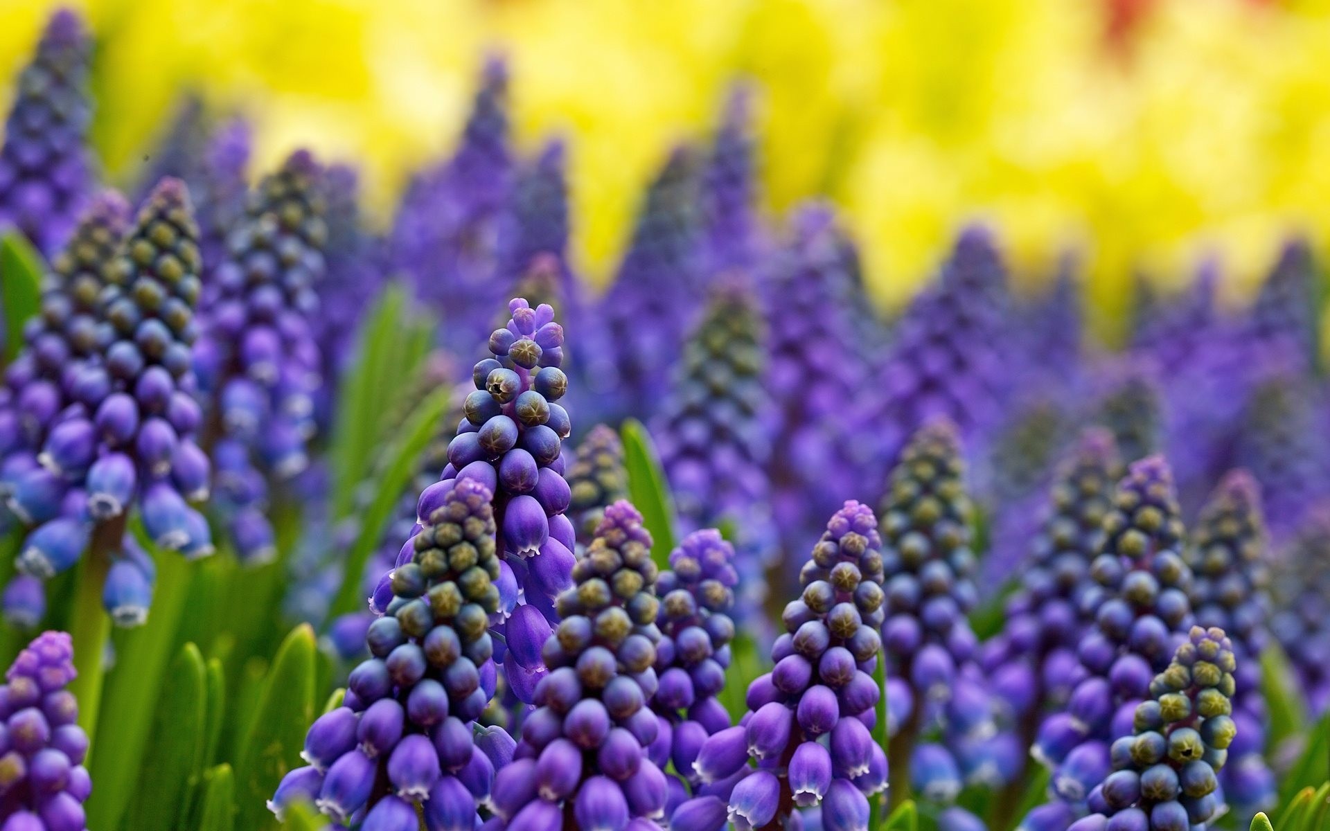 rosen blumen muscari