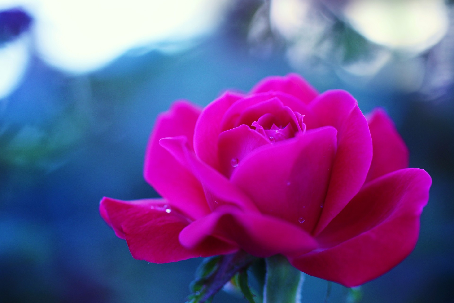 rose fleur fond d écran fond bleu