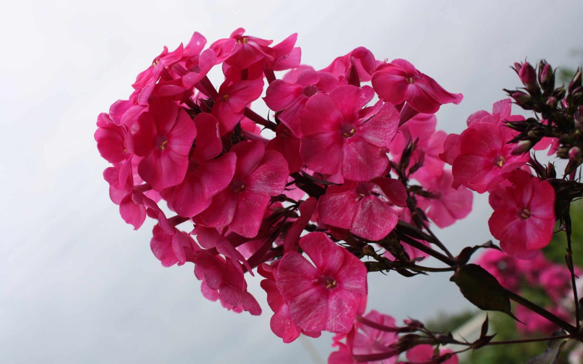 himmel blumen blütenblätter