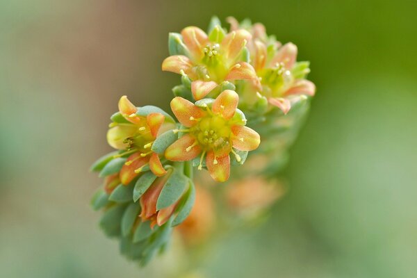 Fond, branche de flou de fleurs jaunes-orange