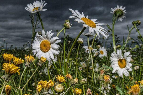 Field of blooming daisies and dandelions