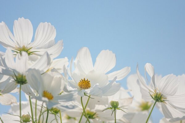 Fleur sur fond de ciel bleu