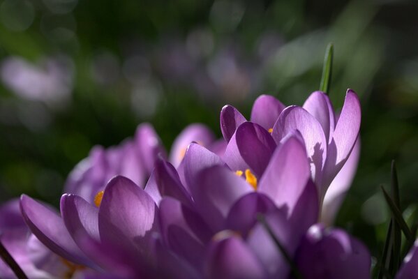 Fotografía macro de azafrán lila