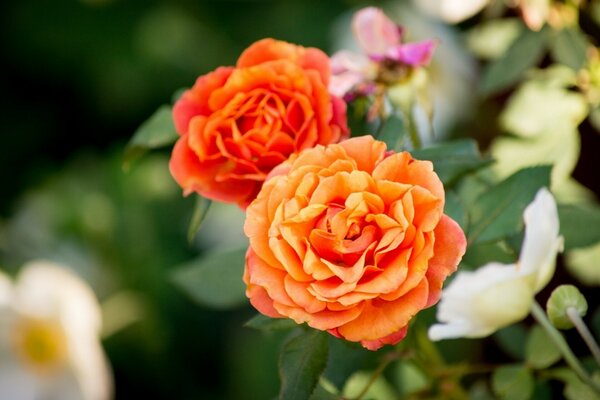 Boccioli di rosa arancioni tra i verdi