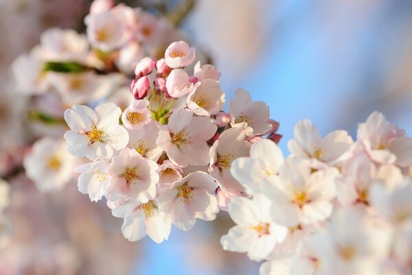 Blumen Foto Sakura Zweig im Frühling