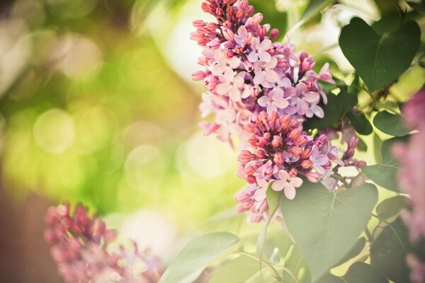 Fiori viola lilla in primavera