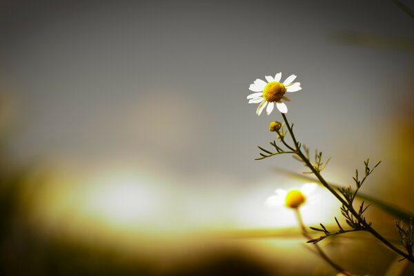 Einsame Gänseblümchen vor dem Hintergrund eines verschwommenen Sonnenuntergangs