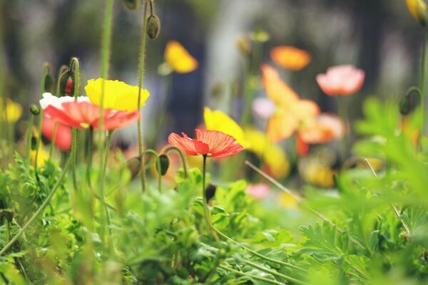 Red and yellow flowers in the grass