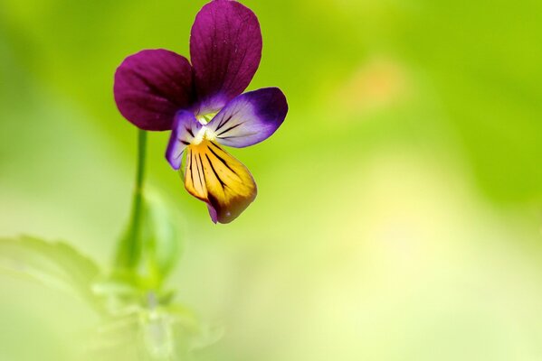 Pansies on a green background