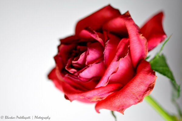 Rosa roja sobre fondo blanco