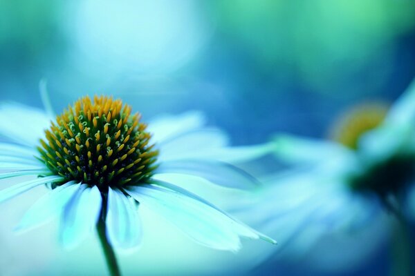 Flor de fondo azul flores, fondo de pantalla macro desenfoque