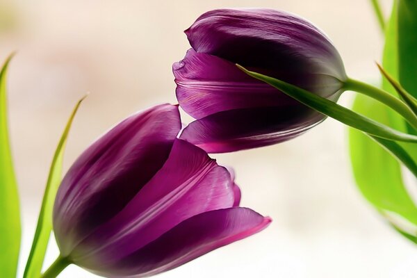 Two purple tulips touch each other