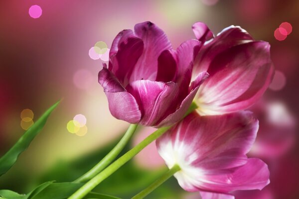 Hermosas flores de tulipán rosa