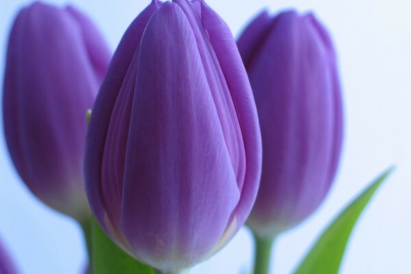 Tulipes violettes sur fond blanc