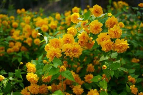 Vaste champ de fleurs jaunes