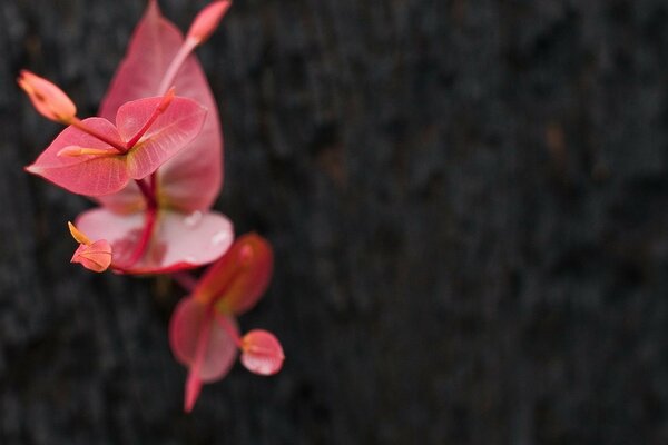 Красивое розовое растение. Вид сверху