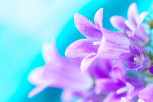 Macro fotografía de plantas: flores púrpuras