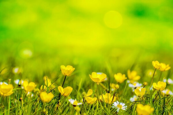 Żółty kwiat w polu wśród trawy
