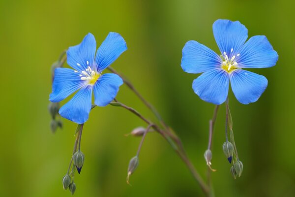 Fiori di lino boccioli blu su sfondo verde