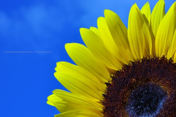 Kwiat słońca-Słonecznik. Poranne przebudzenie