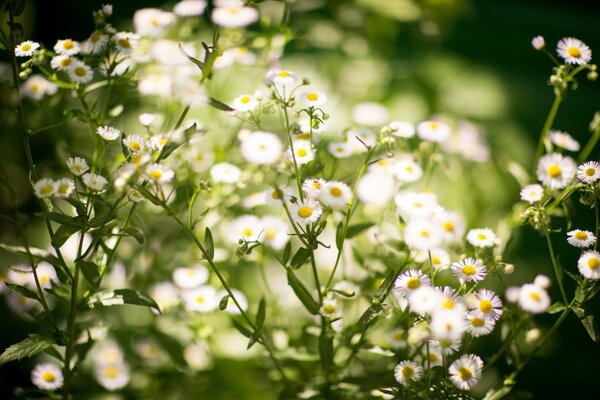 Small delicate flowers of daisies