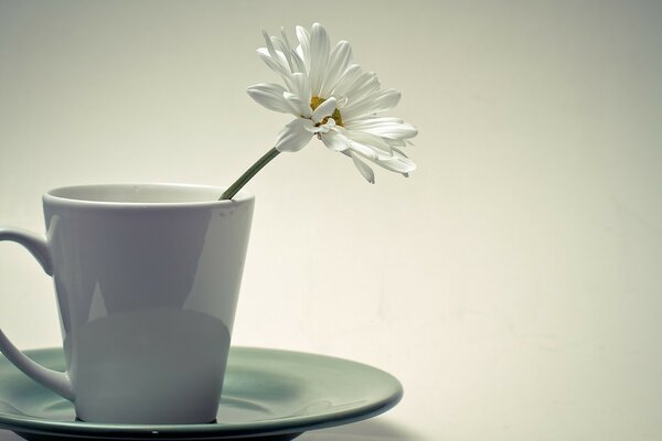 White flower in a mug