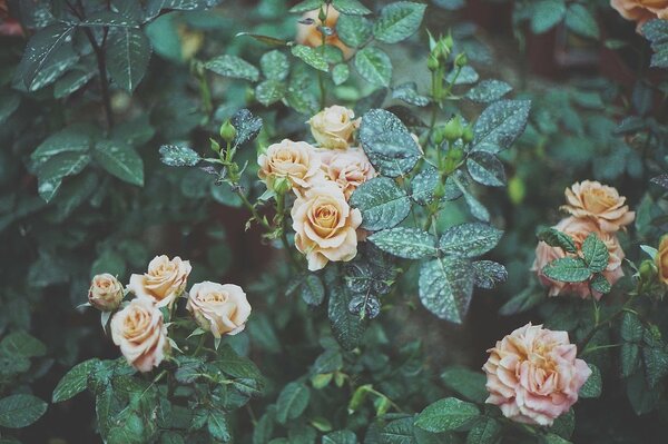 Arbuste avec des fleurs de roses roses