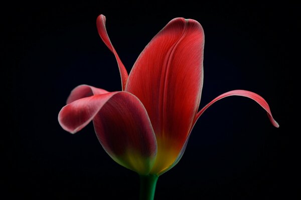 Tulpe auf schwarzem Hintergrund