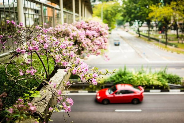 Красный автомобиль едет над мостом с травой и растениями