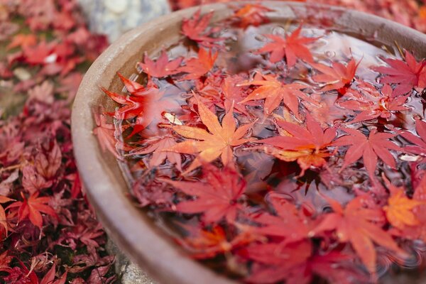 Der Herbst ist gekommen Ahorn und die Blätter sind rot