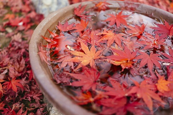 L autunno è arrivato acero e foglie rosse