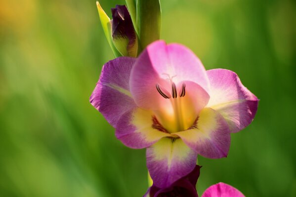 Beautiful lilac gladiolus in macro photography