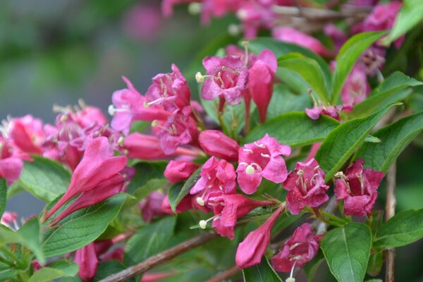 Zarte, leuchtend rosa Blüten unter den Blättern