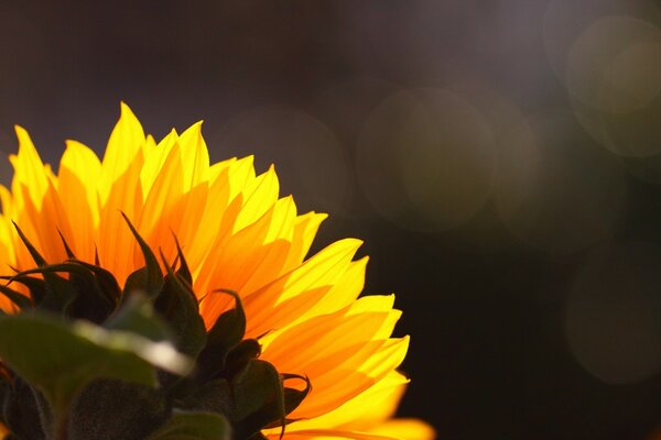 Fiore di girasole su sfondo