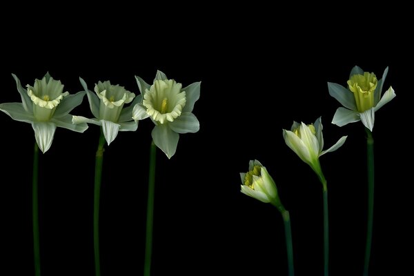 Drei Blüten mit Blütenblättern auf schwarzem Hintergrund