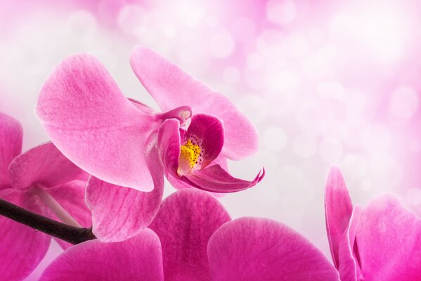 Tło różowy Orchidea kwiat szczęścia