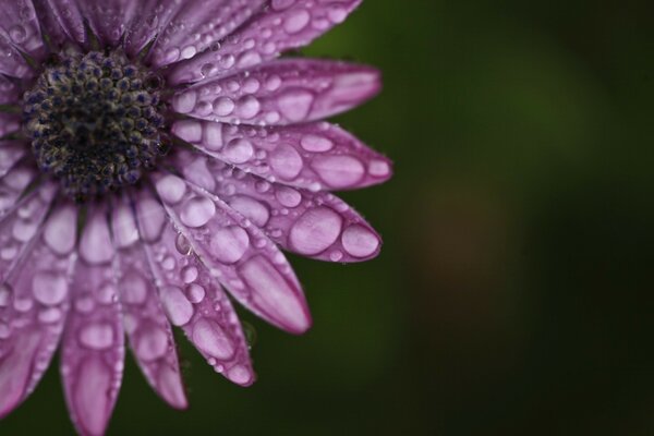 Boccioli di rugiada fiore viola