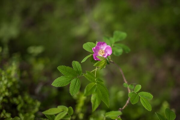 Rama de rosa mosqueta con flor y hojas