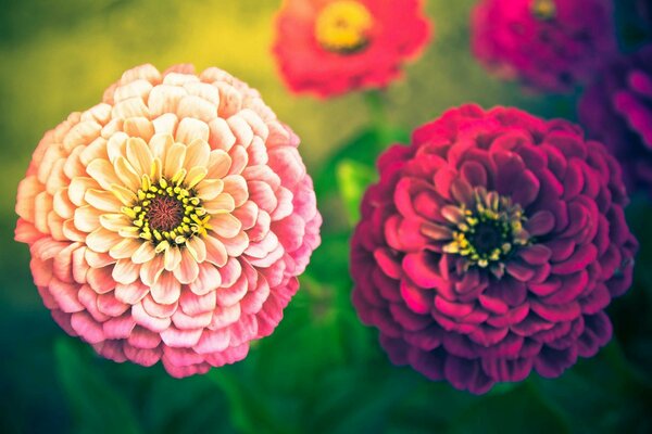 Les plantes d été les fleurs et la nature sont si belles