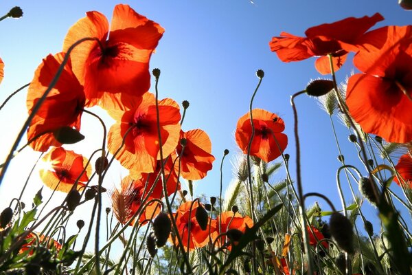 Campo de verano de amapolas rojas