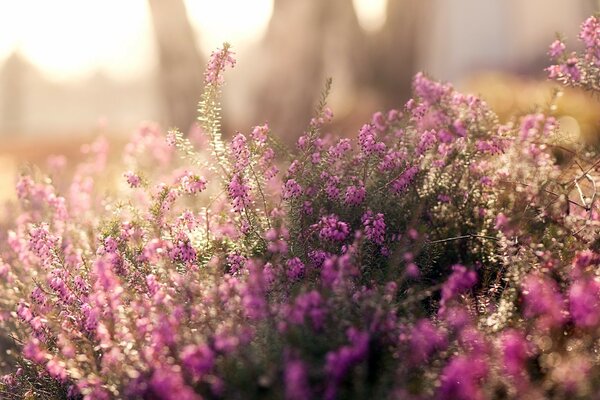 Bellissimi fiori nel campo