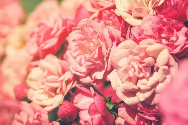 Нежные цветы розовых роз