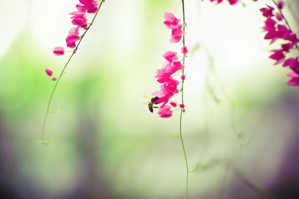 Ape su Fiori con viticci rosa